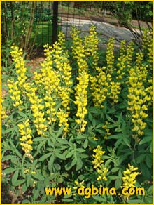   ( Thermopsis macrophylla )