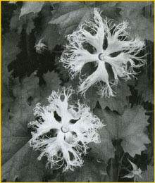   ( Trichosanthes japonica )