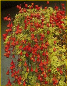   ( Tropaeolum tricolorum )