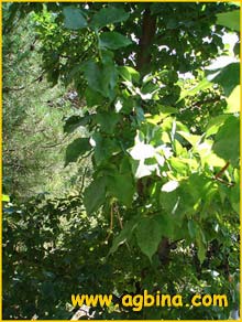   ( Ulmus carpinifolia / minor )