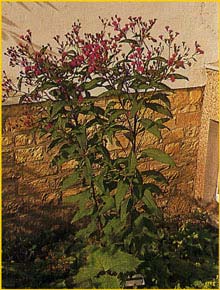   ( Vernonia crinita )