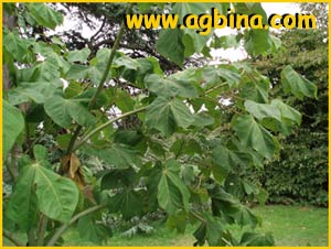    ( Firmiana platanifolia / simplex / Sterculia platanifolia )