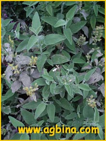 Шалфей кустарниковый ( Salvia fruticosa )