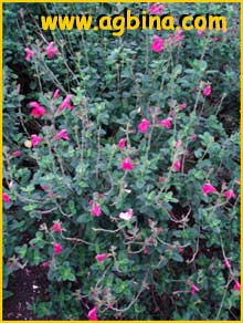 Шалфей ( Salvia macellaria)