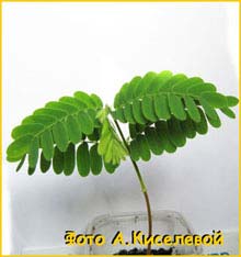   ( Tamarindus indica )
