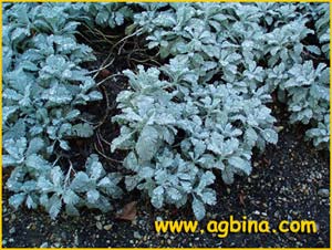   .  ( anacetum densum ssp. amani )