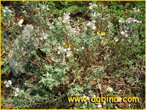   .  ( Thymus richardii ssp. nitidus )