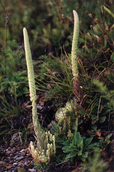   ( Orostachis spinosa )
