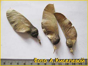   ( Tipuana speciosa / tipu / Machaerium fertile / tipu )