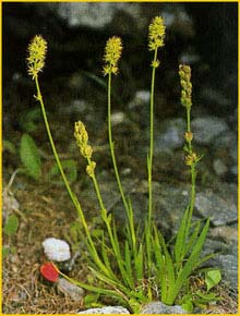    ( ofieldia calyculata )