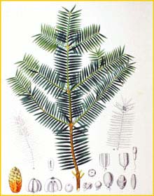    (  Torreya nucifera ) Flora japonica 1870 Philipp Franz von Siebold and Joseph Zuccarini