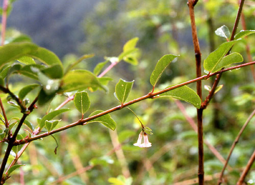   ( Lonicera angustifolia )
