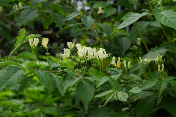   ( Lonicera chrysantha var. longipes )