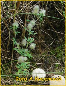   ( Trifolium arvense )