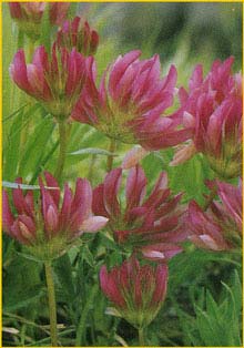   ( Trifolium alpestre )