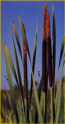   ( Typha latifolia )
