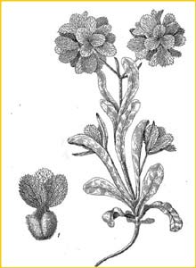   ( Valerianella dufresnia ) Takhtadjan Flora erevana 