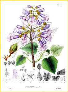   ( aulownia tomentosa / imperialis )       Flora Japonica, 1870