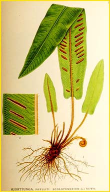   (Phyllitis / Scolopendrium vulgare ) Bilder ur Nordens Flora (1926) by Carl Lindman 