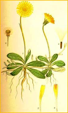   ( Pilosella officinarum ) Bilder ur Nordens Flora (1926) by Carl Lindman 