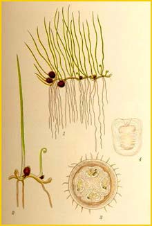    ( Pilularia globulifera ) Bilder ur Nordens Flora (1926) by Carl Lindman 