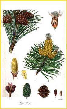     (  Pinus mugo pumilio ) by Aylmer Bourke Lambert 1832