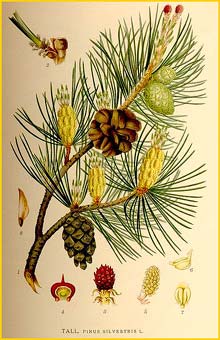   ( Pinus sylvestris ) Bilder ur Nordens Flora (1926) by Carl Lindman 