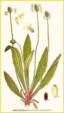   ( Plantago lanceolata ) Bilder ur Nordens Flora (1926) by Carl Lindman 