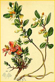   ( Polygala chamaebuxus / Chamaebuxus alpestris ) Atlas der Alpenflora (1882) by Anton Hartinger