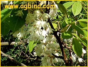    ( Staphylea holocarpa )