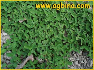    ( Trifolium fragiferum )