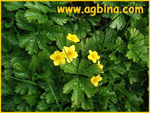    ( Waldsteinia ternata / sibirica / trifolia )