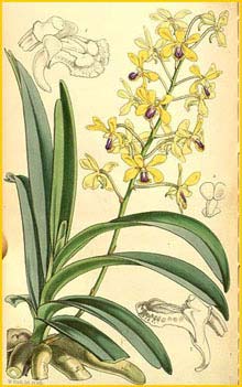   ( Vanda testacea ) Curtis's Botanical Magazine 1859