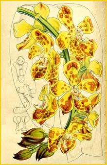    ( Vandopsis gigantea ) Curtis's Botanical Magazine 1860