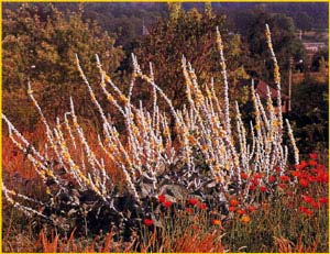   'Polarsommer' ( Verbascum bombyciferum 'Polarsommer' )