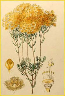    ( Verticordia nitens ) Edwards's Botanical Register