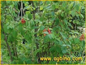   ( Viburnum cassinoides )