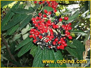  ( Viburnum rhytidophyllum )