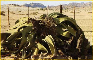   ( Welwitschia mirabilis ) 
