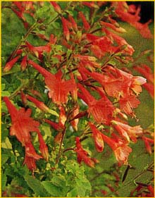    ( Zauschneria californica / Epilobium californicum / canum )