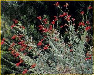   /   ( Zauschneria cana / californica var. cana / californica var. microphylla )
