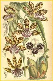   ( Zygopetalum x veitchiii ) Curtis's Botanical Magazine 1904 