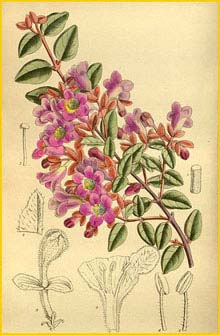   ( Abelia longituba ) Curtis's Botanical Magazine 1919