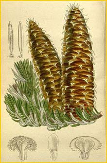   ( Abies cephalonica ) Curtis's Botanical Magazine 1916