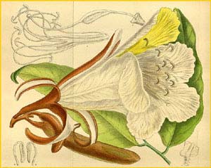   ( Baikiaea insignis / eminii / minor ) Curtis's Botanical Magazine