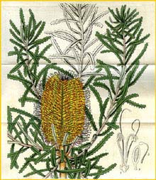   ( Banksia littoralis ) Curtis's Botanical Magazine