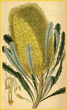   ( Banksia media ) Curtis's Botanical Magazine