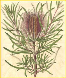   ( Banksia occidentalis ) Curtis's Botanical Magazine