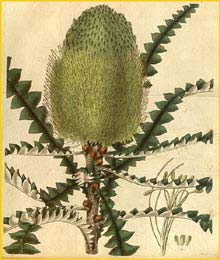   ( Banksia speciosa ) Curtis's Botanical Magazine