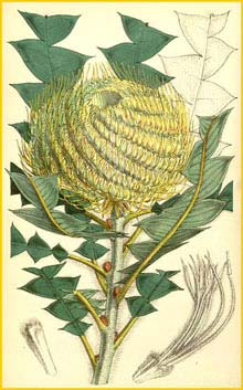   ( Banksia victoriae ) Curtis's Botanical Magazine